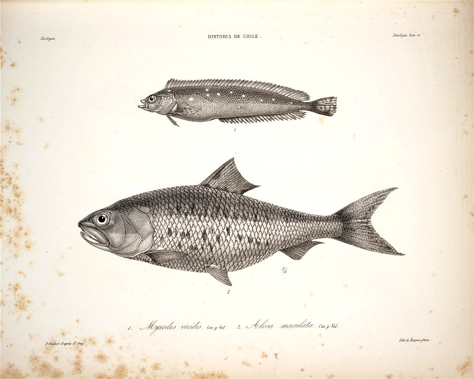 n51_w1150