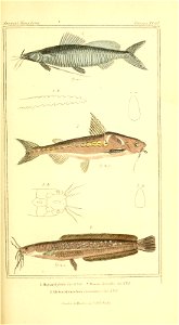 n376_w1150