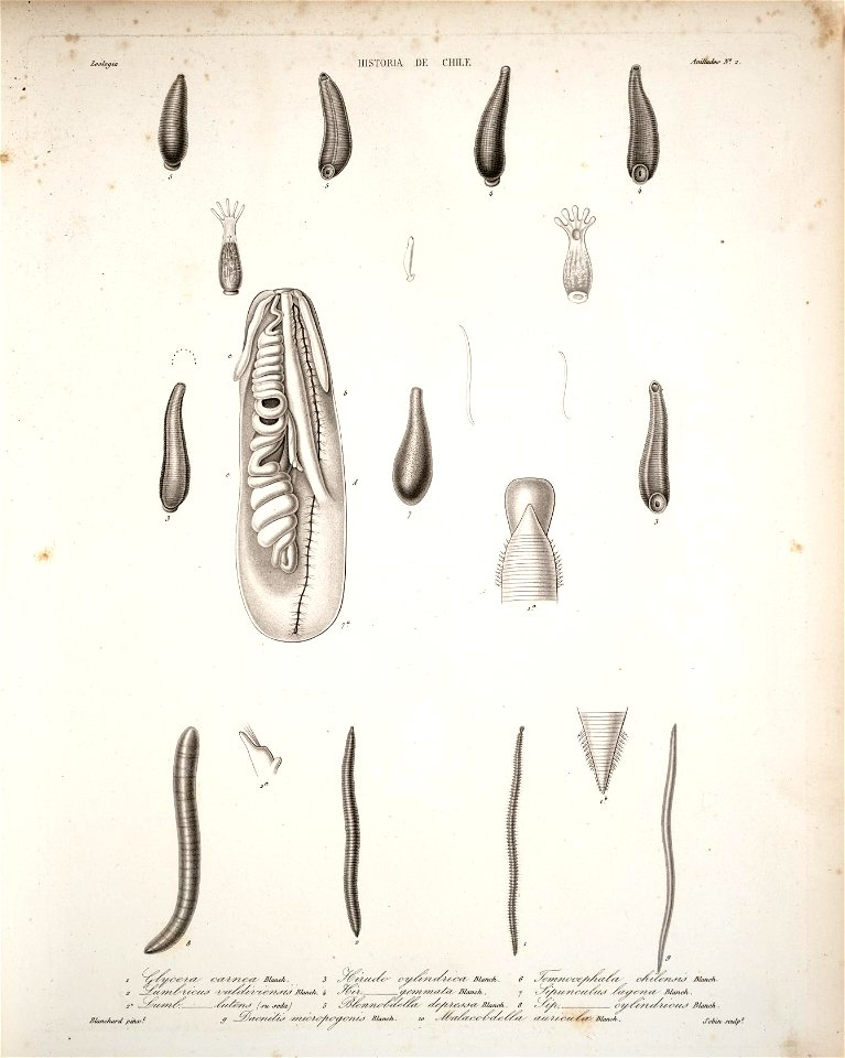 n54_w1150