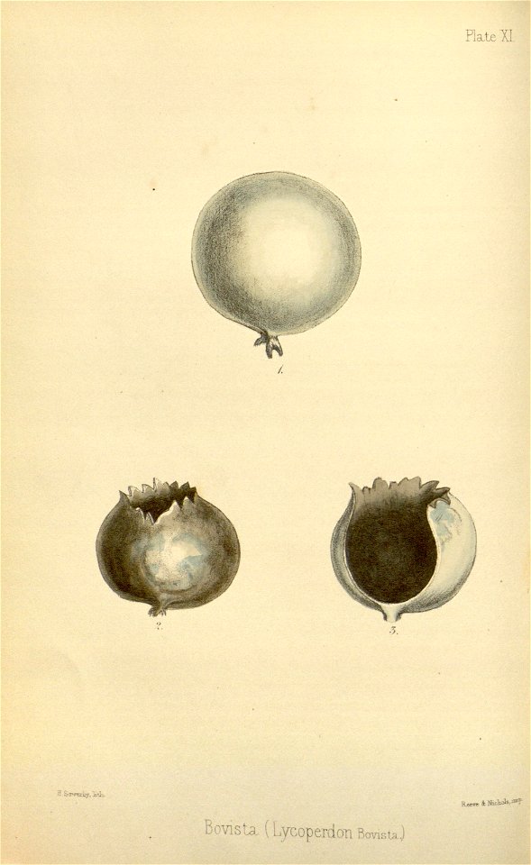 n135_w1150