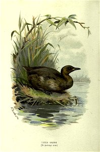 n55_w1150