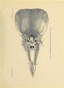 n468_w1150