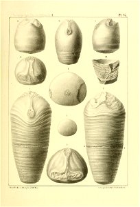 n356_w1150