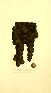 n1080_w1150