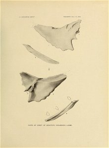 n338_w1150