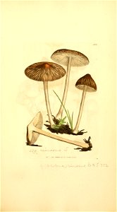 n868_w1150