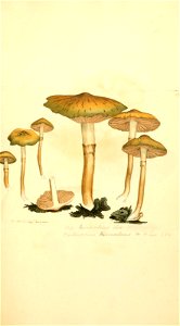 n454_w1150