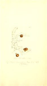n1054_w1150