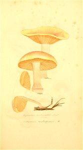 n262_w1150