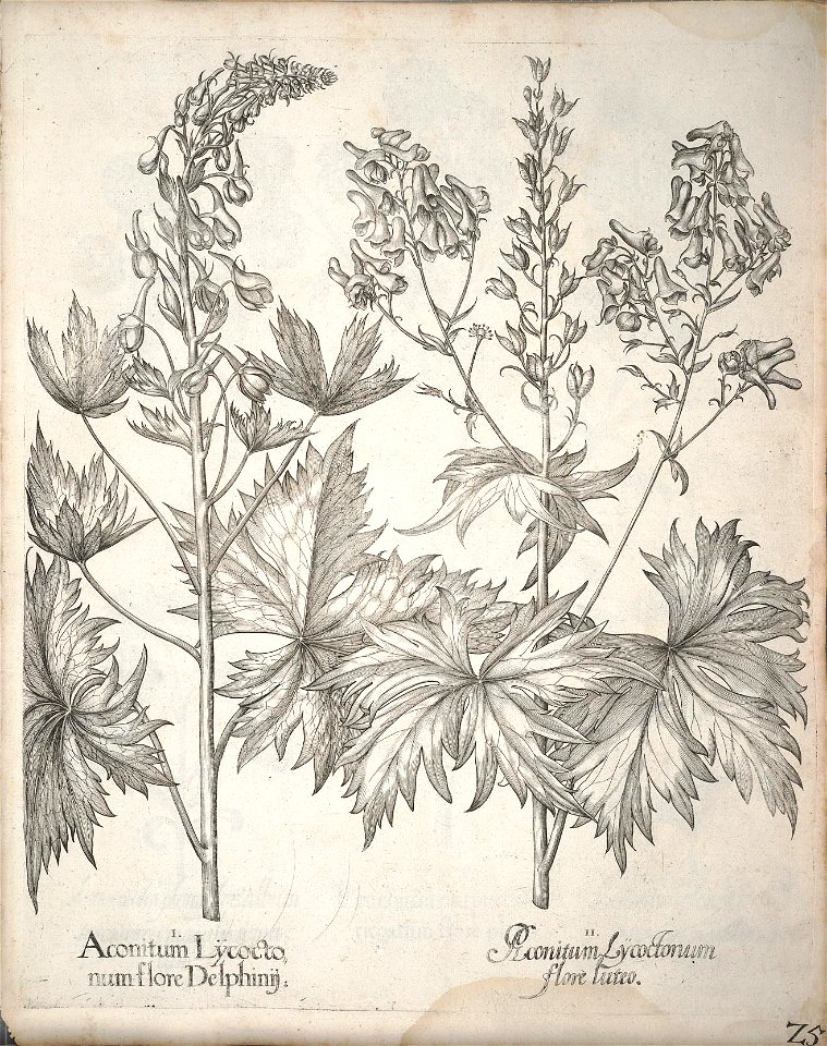 n176_w1150
