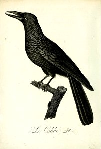 n397_w1150