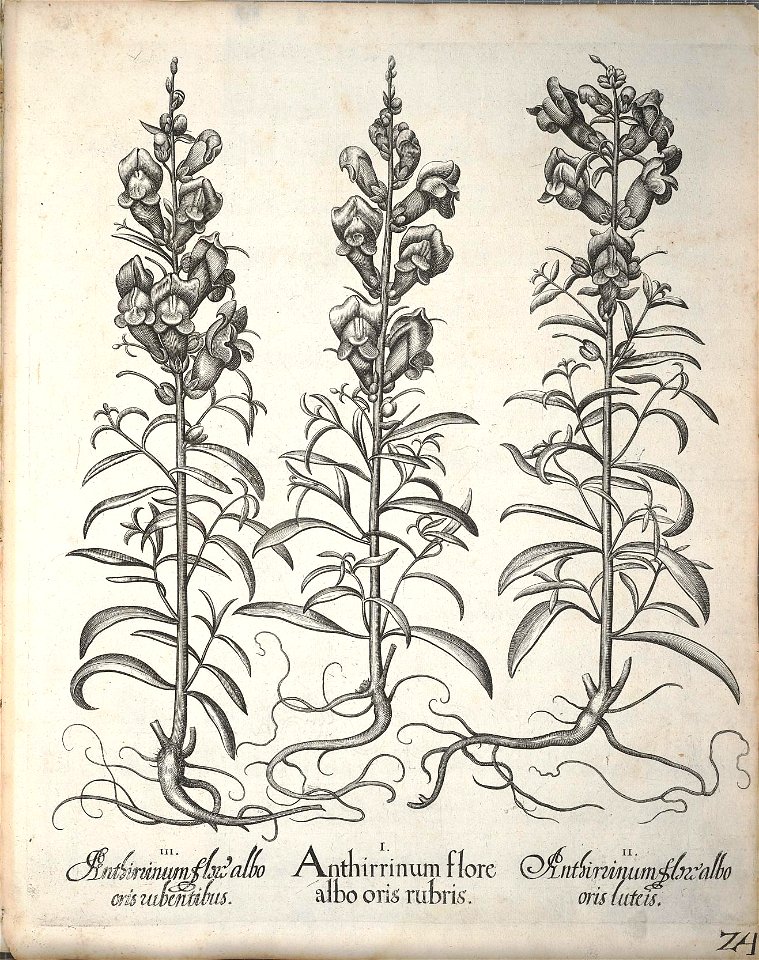 n175_w1150