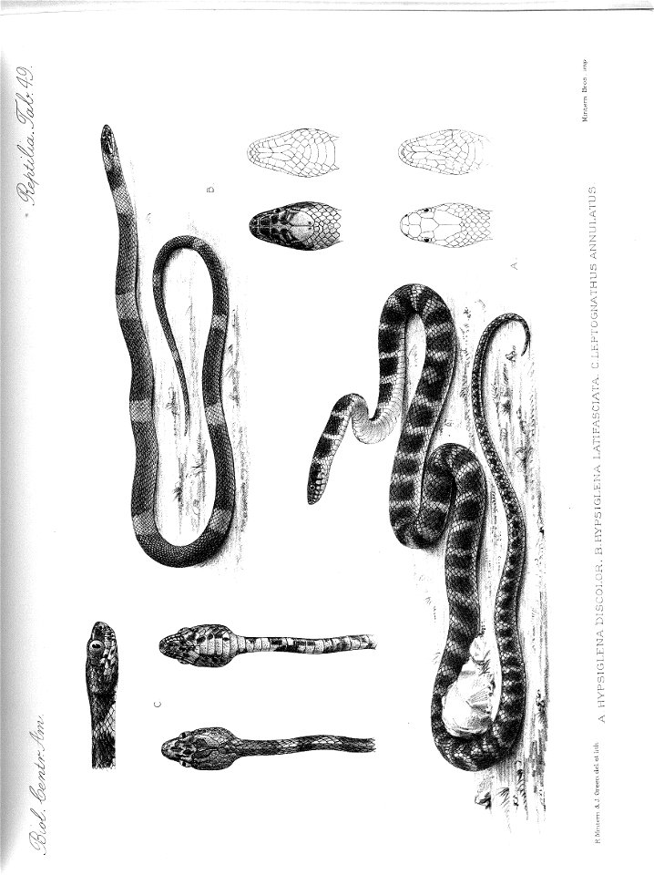 n398_w1150