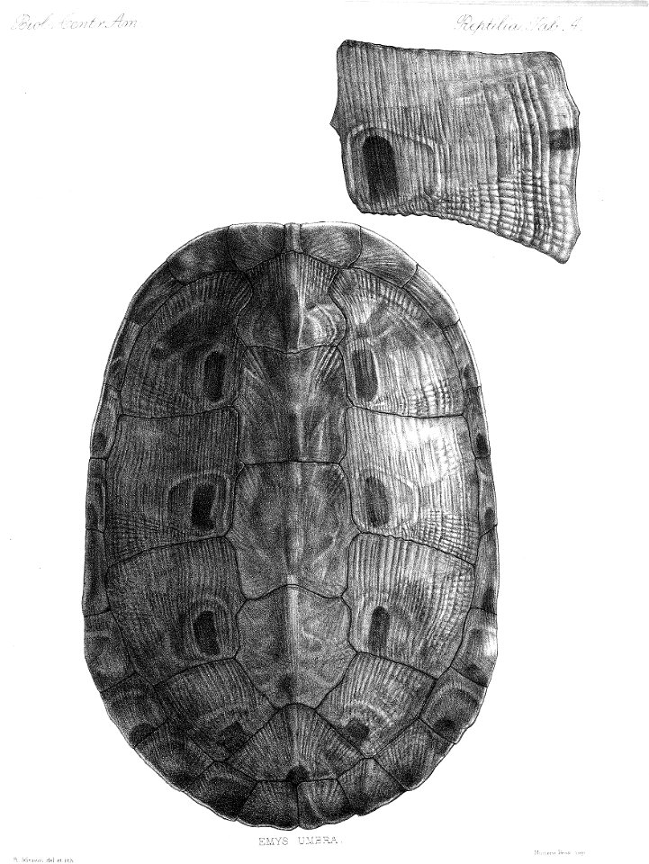 n353_w1150