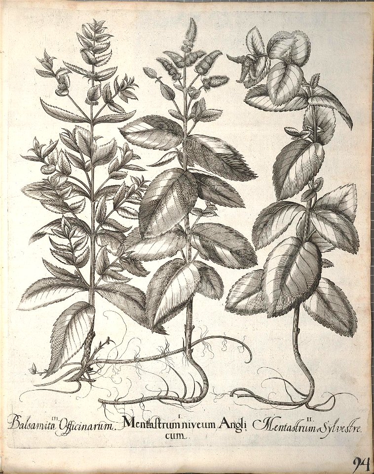 n245_w1150