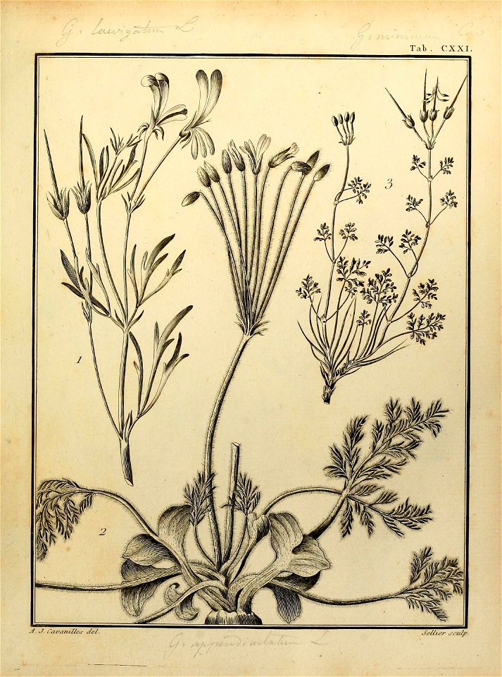 n558_w1150