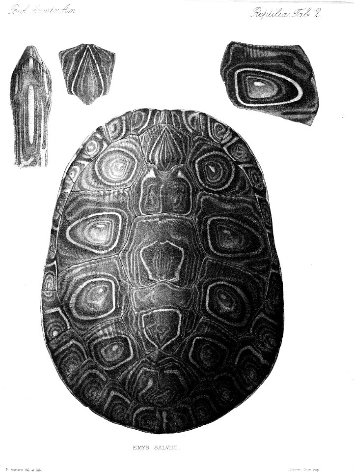 n351_w1150