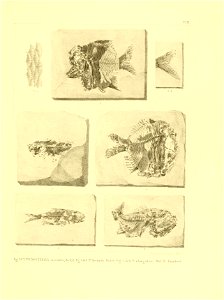 n132_w1150