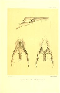 n366_w1150