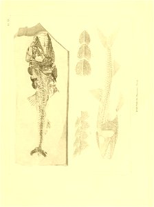 n156_w1150