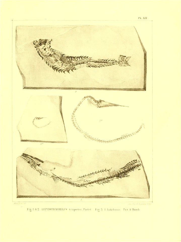 n154_w1150