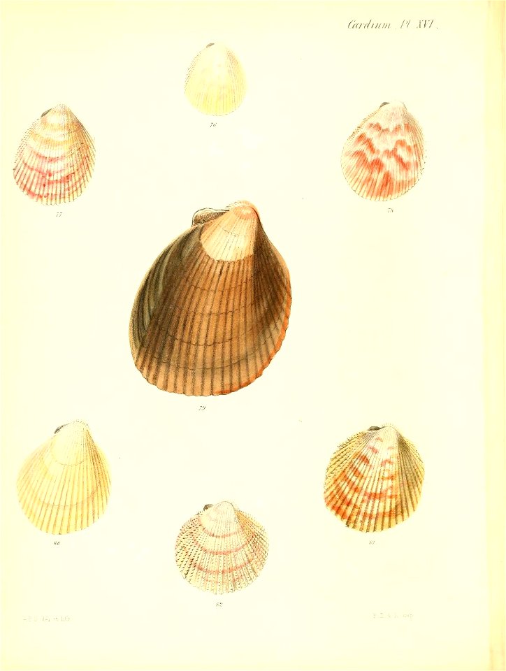 n465_w1150