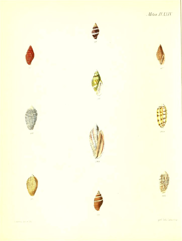 n335_w1150