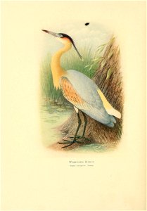 n129_w1150