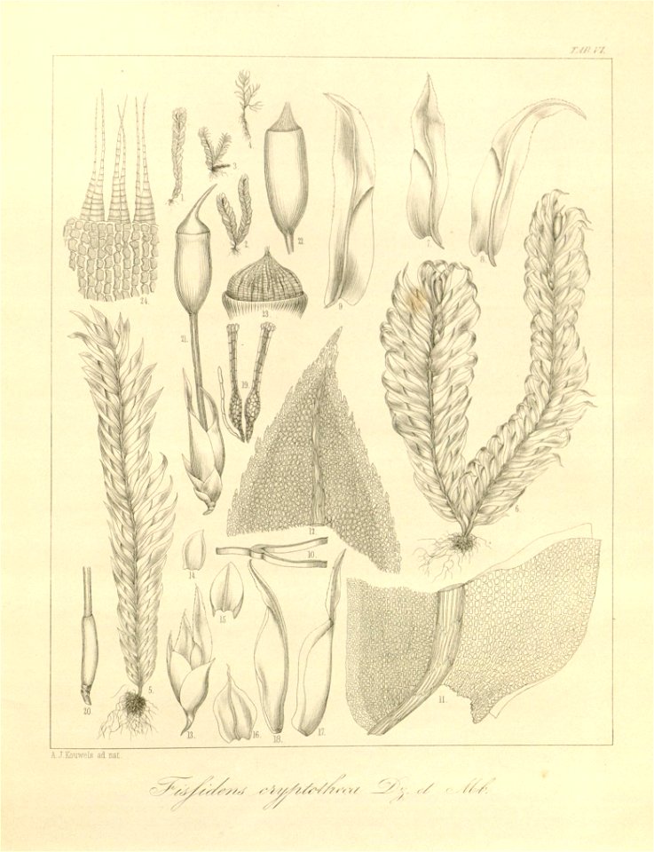 n31_w1150