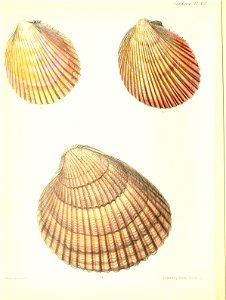 n453_w1150