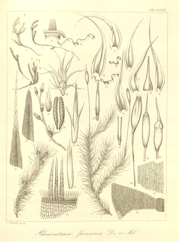 n219_w1150