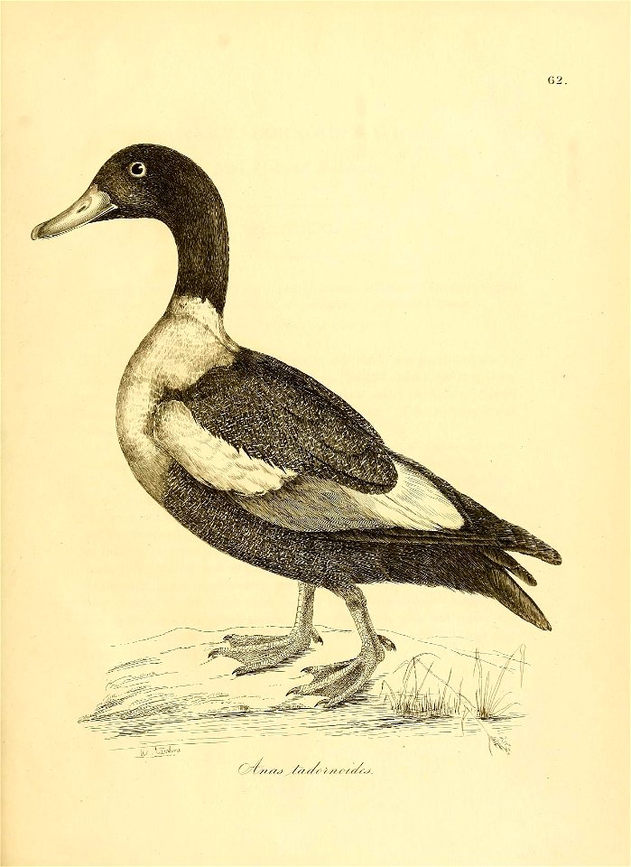 n44_w1150