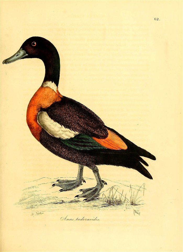 n42_w1150