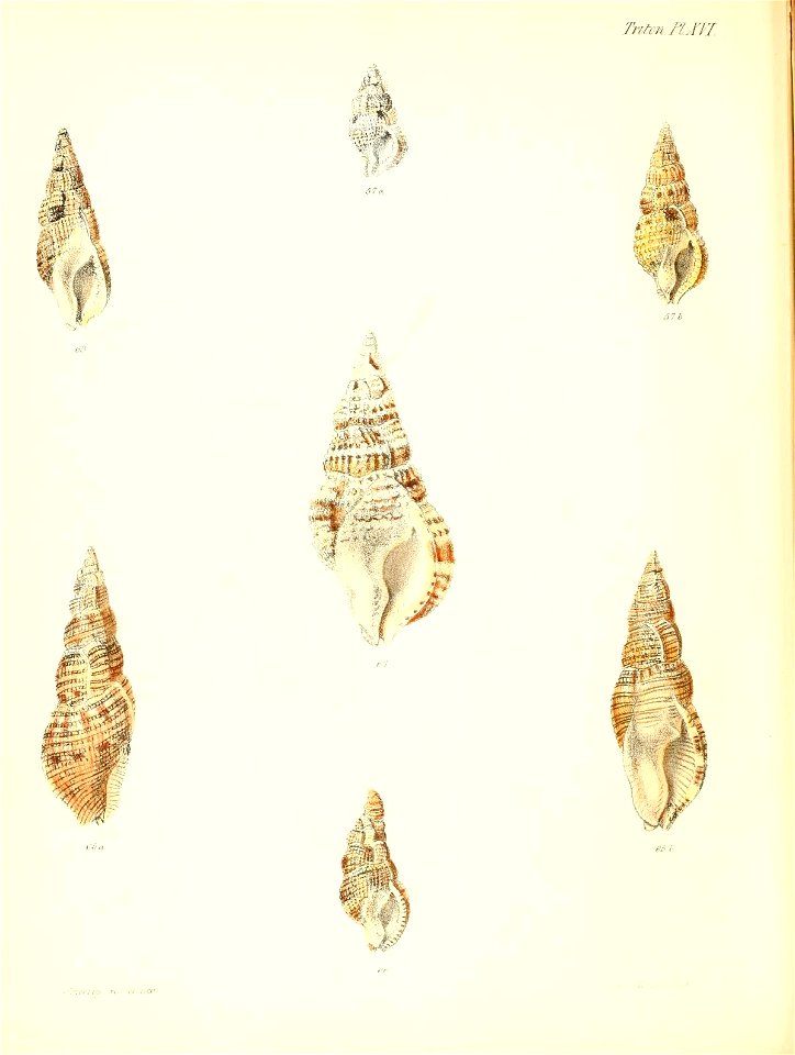 n169_w1150