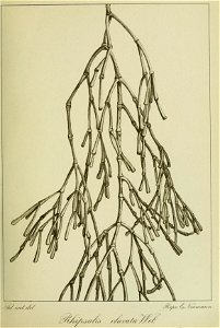 n170_w1150