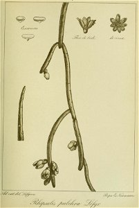 n156_w1150