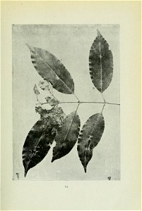n96_w1150