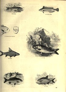 n158_w1150