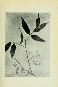 n98_w1150