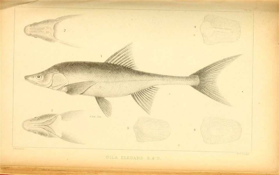 n272_w1150