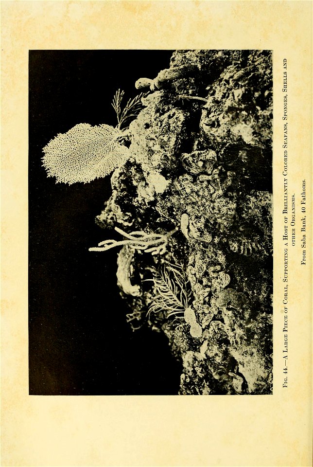 n397_w1150