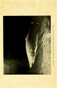 n524_w1150