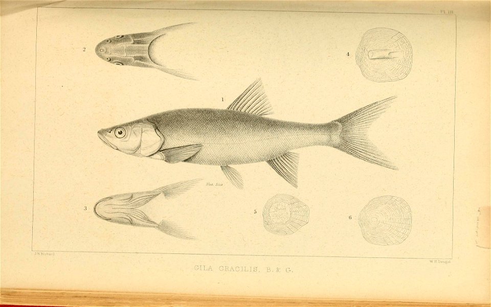 n274_w1150