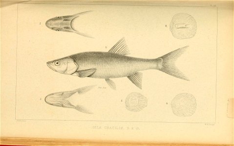 n274_w1150