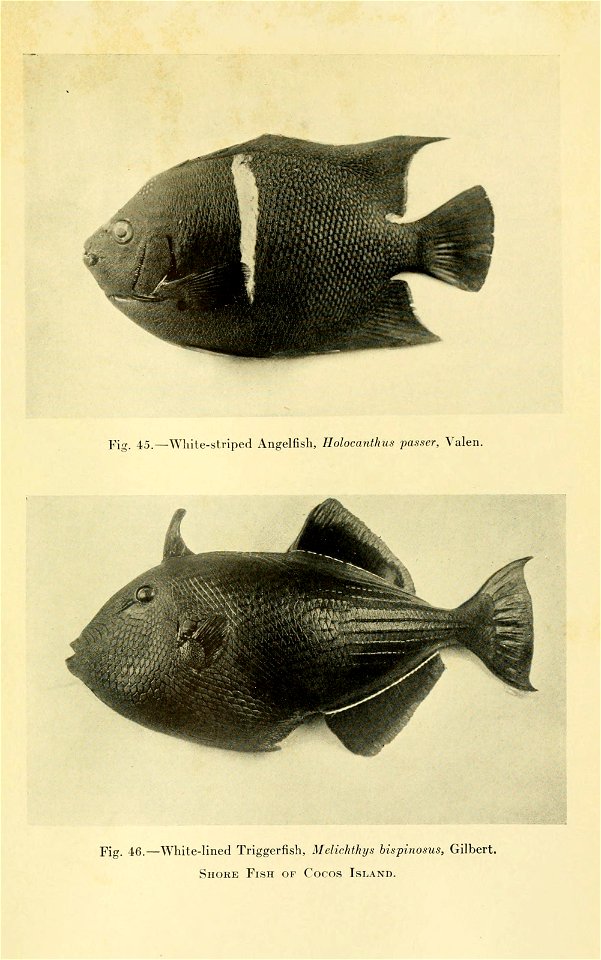 n418_w1150