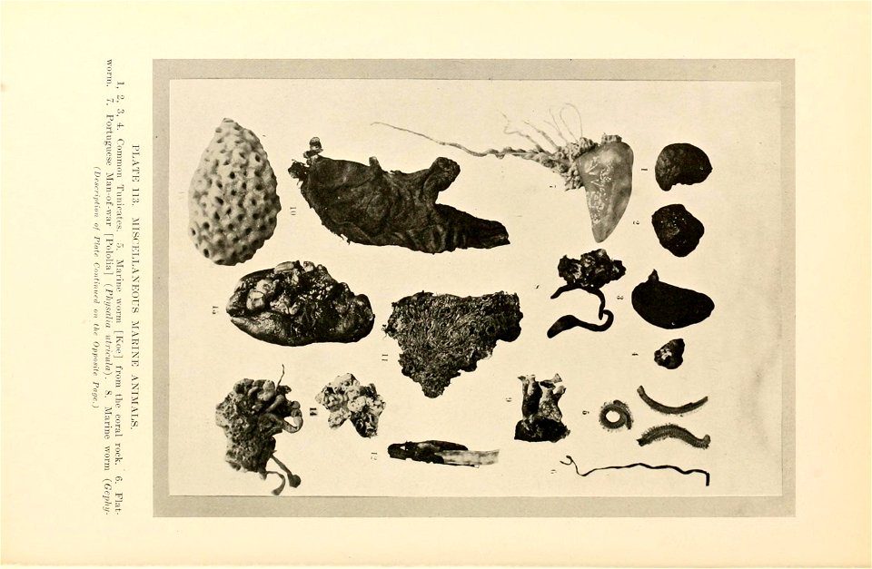 n499_w1150