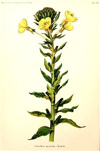 n397_w1150