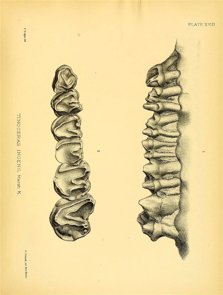 n338_w1150