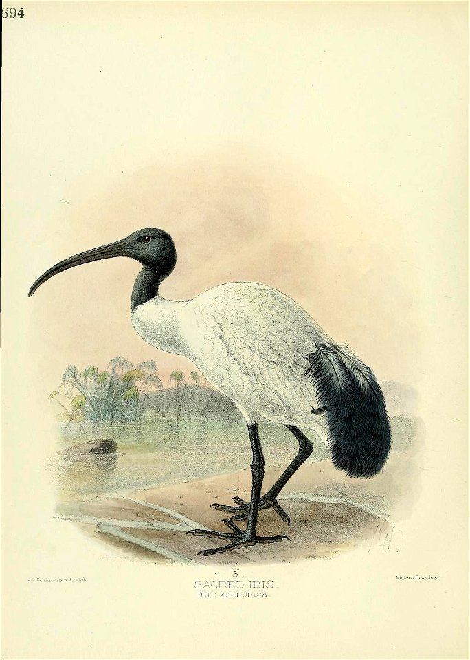 n439_w1150