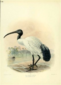 n439_w1150